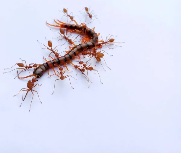 The Red Ant group is working together to bite the dead centipede to make sure it really is dead. It shows the unity of red ants. There is a great teamwork.