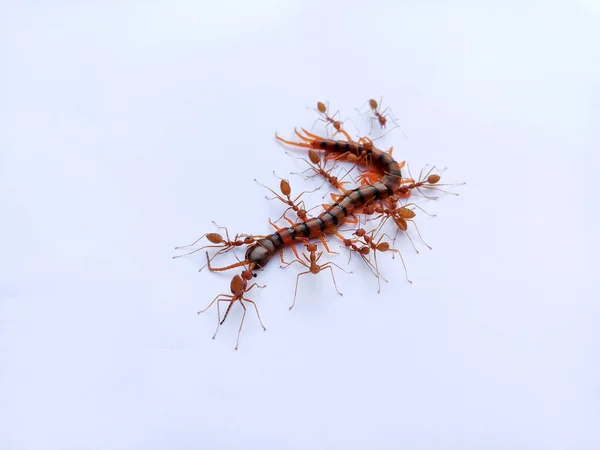 The Red Ant group is working together to bite the dead centipede to make sure it really is dead. It shows the unity of red ants. There is a great teamwork.