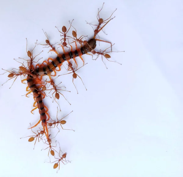 The Red Ant group is working together to bite the dead centipede to make sure it really is dead. It shows the unity of red ants. There is a great teamwork.