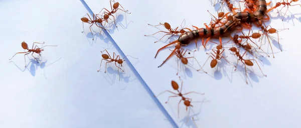 The Red Ant group is working together to bite the dead centipede to make sure it really is dead. It shows the unity of red ants. There is a great teamwork.