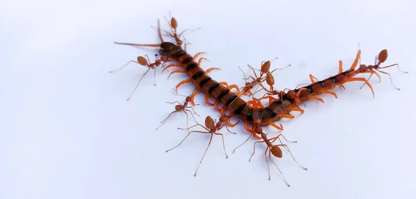 The Red Ant group is working together to bite the dead centipede to make sure it really is dead. It shows the unity of red ants. There is a great teamwork.