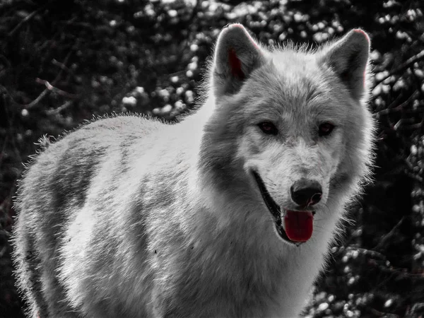 Nahaufnahme Porträt Eines Wolfes — Stockfoto
