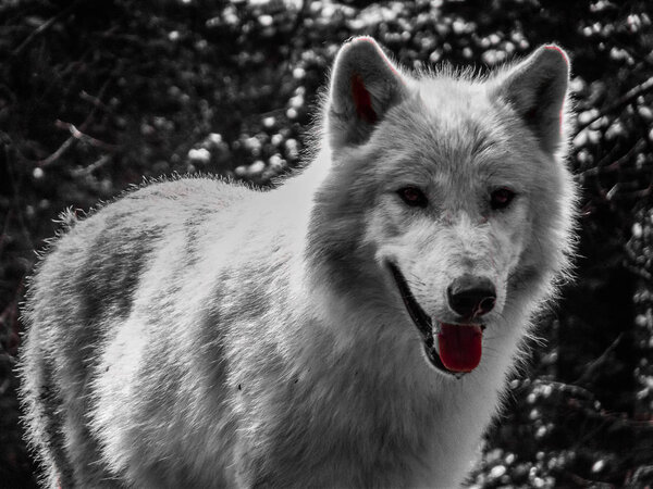 Close up portrait of a wolf