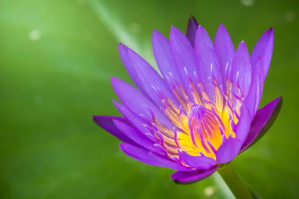 Appearance Purple Lotus Flower Beautiful Symbol Buddhism — Stock Photo, Image