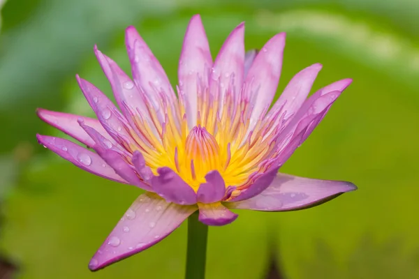 紫の蓮の花の姿は仏教の美しいシンボルです — ストック写真