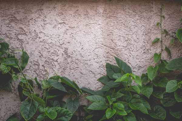 Betonboden Mit Blättern Den Rahmen Schön — Stockfoto