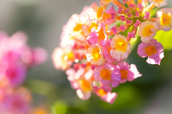 Beautiful Colorful Forest Flower Weeping Lantana Lantana Camara Linn Garden — Stock Photo, Image