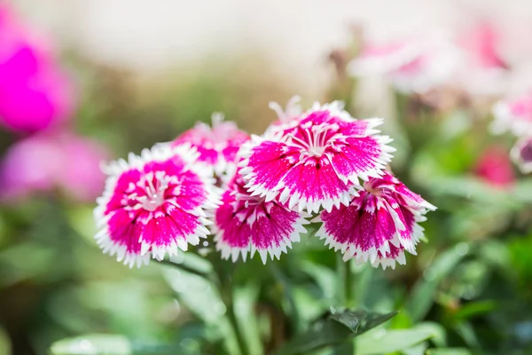 Closeup Pink Dianthus Chinensis Flowers Garden Used Illustration Agriculture — Stock Photo, Image