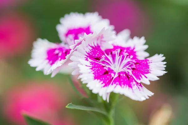 Closeup Pink Dianthus Chinensis Flowers Garden Used Illustration Agriculture — Stock Photo, Image