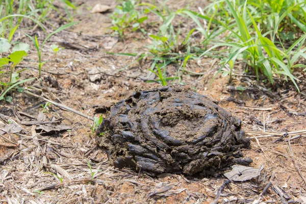 Estrume Vaca Desperdício Gado Que Benéfico Para Árvores Agricultura — Fotografia de Stock