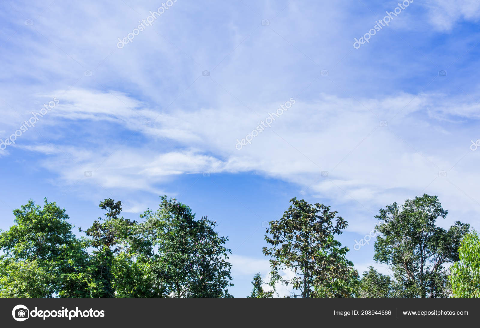 Imagem Fundo Céu Das Árvores Usada Para Ilustrações fotos, imagens de ©  kaewphoto #208944566