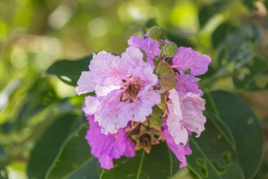 Lagerstroemia Floribunda Jack. Yaz aylarında çok güzel bir mor çiçekler olduğunu.