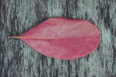 Güzel tasarımları ile eski ahşap zemin üzerinde kırmızı yaprakları.