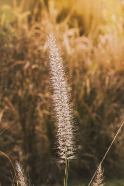 Çimen çiçekler ve günbatımı ışık altın portakal.
