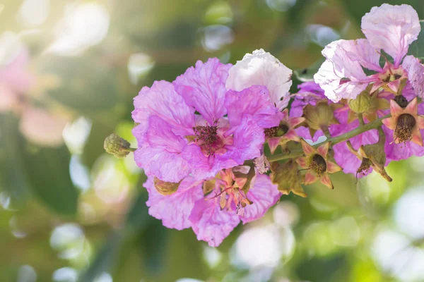Lagerstroemia Floribunda Jack Very Beautiful Purple Flowers Summer — Stock Photo, Image