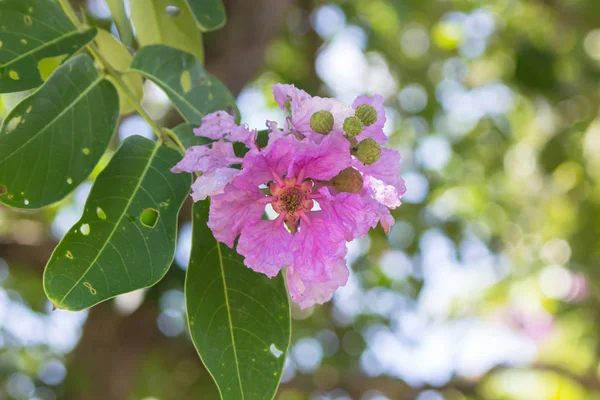 Lagerstroemia Floribunda Jack Very Beautiful Purple Flowers Summer — Stock Photo, Image