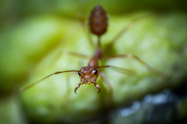 Fourmis Sur Feuilles Vertes Arrière Plan Battra Pour Protéger Nid — Photo