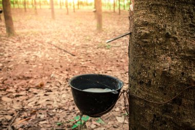 Doğal bahçe beyaz Lateks kauçuk ağaçları bir kasenin içine akan veya başında pot. Bir tarımsal ürün Tay sanayî için.