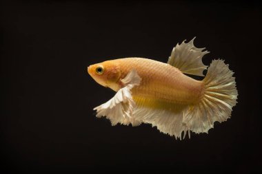 Betta veya mücadele balık güzel resimler ve arka plan resimleri pişirme için kullanılan yakın çekim görünümünde renklendirilir.