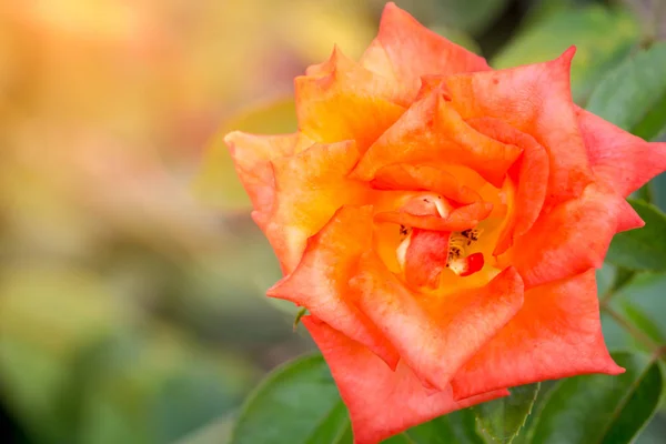 Orange Rose Petals Thin Beautiful Used Illustrations Agriculture — Stock Photo, Image