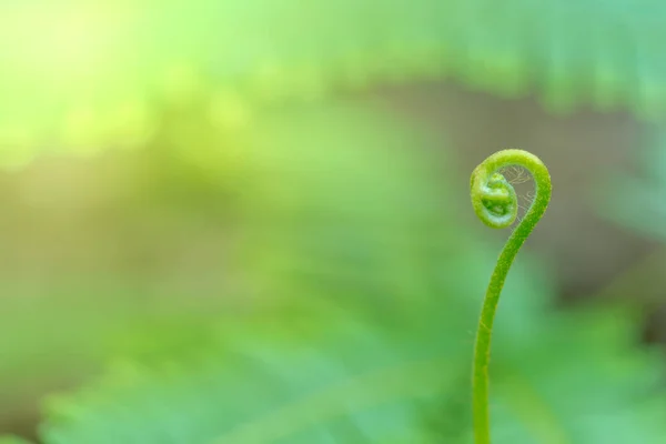 Prospețime Frunza Verde Din Ferigă Este Proeminentă Grupul Frumos — Fotografie, imagine de stoc