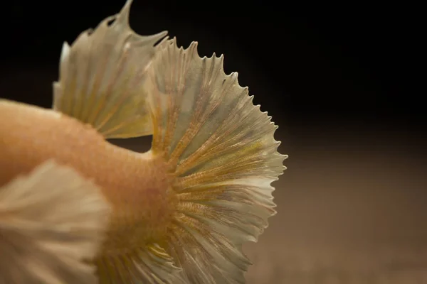 Struttura Ravvicinata Coda Che Combatte Pesci Betta — Foto Stock