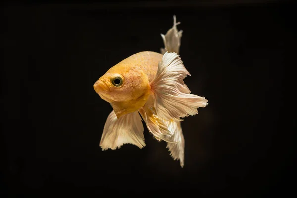 Betta Sau Peștele Luptă Sunt Frumos Colorate Vederea Apropiată Utilizată — Fotografie, imagine de stoc