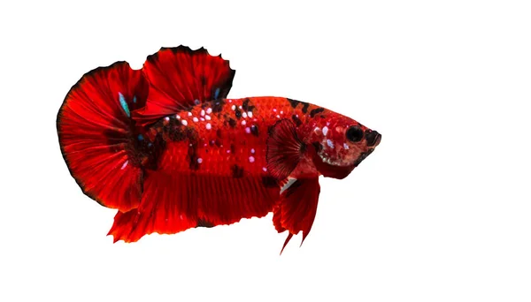 Betta Peces Lucha Están Bellamente Coloreados Vista Cerca Utilizado Para —  Fotos de Stock