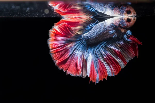 Betta Fight Fish Beautifully Colored Close View Used Baking Pictures — Stock Photo, Image