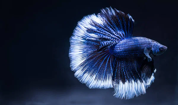 Betta Pesce Lotta Blu Isolato Uno Sfondo Nero Bellissimo Animale — Foto Stock