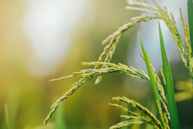 Paddy alanında yeşil yaprakları ile aynı zamanda olduğunu çeltik.
