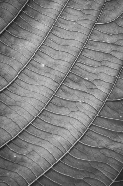 Siyah ve beyaz yaprakları ile ayrıntılı satırlar ve yüzey.