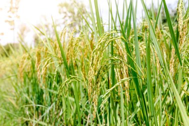 Tayland kırsal kesimde hala yeşil tohum ve pirinç.