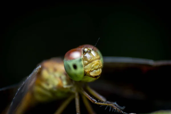 Vacker Natur Bilder Dragonfly Visar Detaljerna Huvudet Och Ögonen Fantastisk — Stockfoto