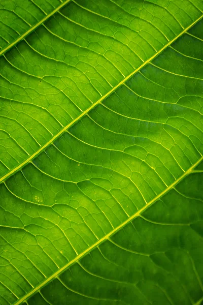Groene Bladeren Met Gedetailleerde Regels Oppervlak — Stockfoto