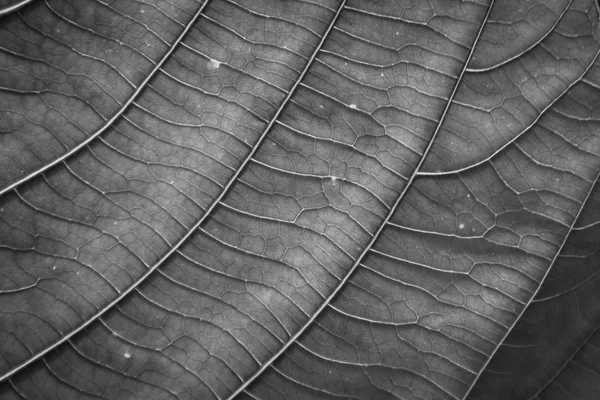 자세한 라인과 나뭇잎 — 스톡 사진