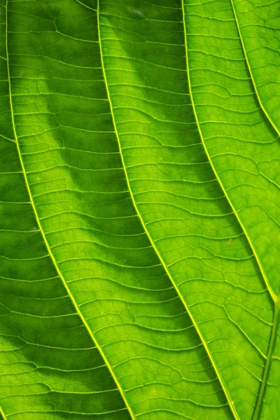 Hojas Verdes Con Líneas Detalladas Superficie — Foto de Stock