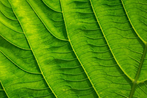 Ayrıntılı Satırlar Yüzey Ile Yeşil Yaprakları — Stok fotoğraf