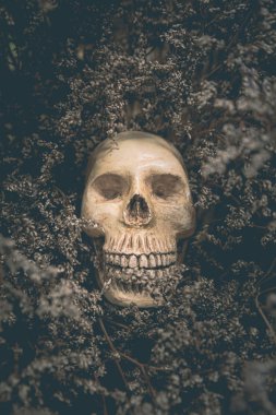 İnsan kafatası ve kurumuş çiçekler yaşam konseptidir..
