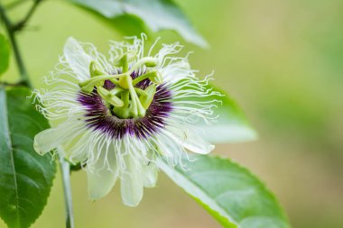 Tutku çiçeği (Passiflora incarnata) tarım ve gıda alanında kullanılmak üzere resmedilmiş