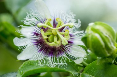 Tutku çiçeği (Passiflora incarnata) tarım ve gıda alanında kullanılmak üzere resmedilmiş
