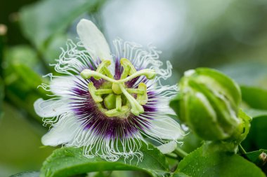 Tutku çiçeği (Passiflora incarnata) tarım ve gıda alanında kullanılmak üzere resmedilmiş