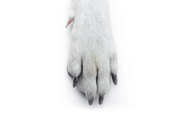 One Dog Foot Isolated White Background - Stock-foto