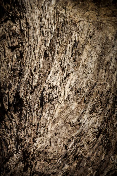 Powierzchnia Suchego Drewna Brunatnego Ulega Rozkładowi Pęknięcia Wykorzystywane Obrazu Tła — Zdjęcie stockowe