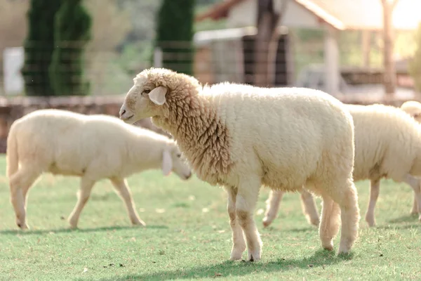 Ovelhas Brancas Uma Fazenda Estão Procura Comida Comido Por Prados — Fotografia de Stock