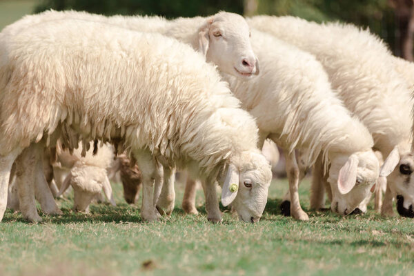 Белые овцы на ферме ищут пищу, съеденную зелеными лугами
.