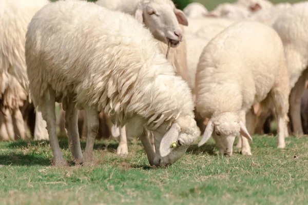 Ovelhas Brancas Uma Fazenda Estão Procura Comida Comido Por Prados — Fotografia de Stock
