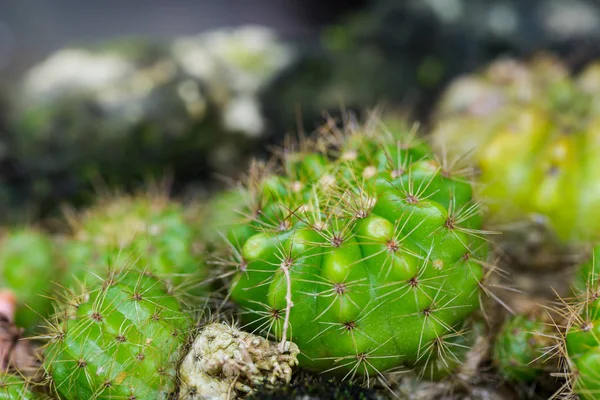 Green Spiny Ferocactus Cactus Planted Garden — Stock Photo, Image