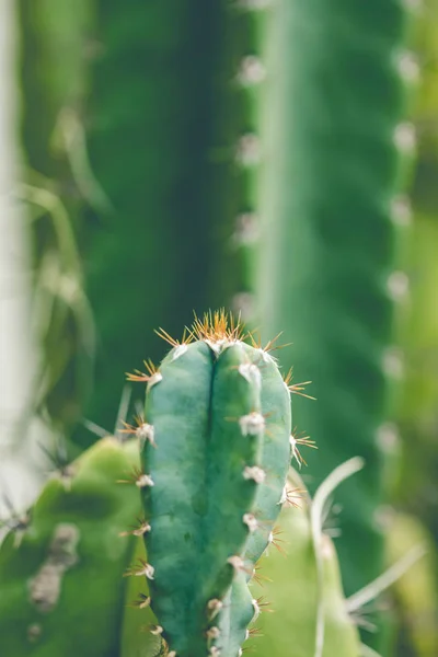 Green Pachycereus Cactus Spiky Planted Garden — Stock Photo, Image