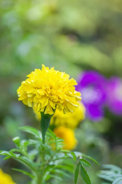 Sarı Kadife Çiçekleri Büyüktür Tarımın Bir Ürünü Olarak Bahçede Güzeldir — Stok fotoğraf